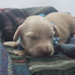 Confetti - Cream male Dachshund puppy in Sacramento, California from MiniDoxPups