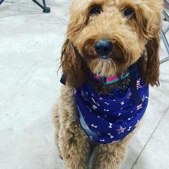 Irish Doodles from Sunset Bend Puppies