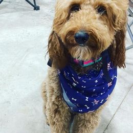 Irish Doodles from Sunset Bend Puppies
