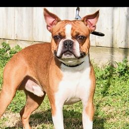 Rambo - Boston Terrier