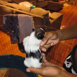 Male 2 - Black gold and white male Shih Tzu puppy in Memphis, Tennessee from Lady Class Kennel