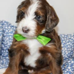 Australian Mountain Doodle, Australian Shepherd, Bernedoodle, Labradoodle, and Poodle Puppies from Island View Poodles & Doodles