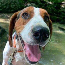 Treeing Walker Coonhounds from Red Oak Kennels