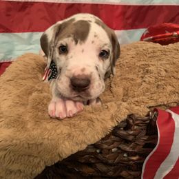 Great Dane Puppies from Guilty Pleasure Great Danes
