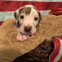 Great Dane Puppies from Guilty Pleasure Great Danes
