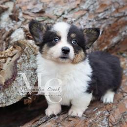 Gigi (Fluffy) - Black and tan female Pembroke Welsh Corgi puppy in Straughn, Alabama from Magnolia Creek Corgis