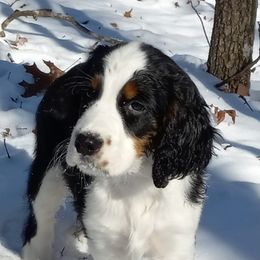 English Springer Spaniel Puppies from Music City Springers