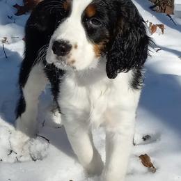 English Springer Spaniel Puppies from Music City Springers