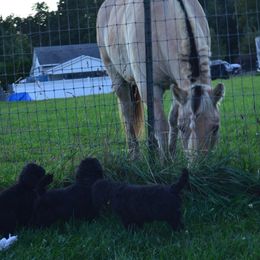 Poodle Puppies from D and D Standard Poodles