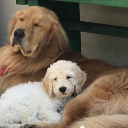 Goldendoodles from Helix Hills Goldendoodles
