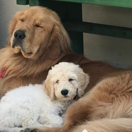 Goldendoodles from Helix Hills Goldendoodles
