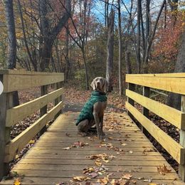 Harold - Silver gray male Weimaraner puppy in Alexandria, Virginia from Silvr Galaxy Weimaraners