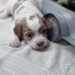 Jack - Blenheim male Cavapoo puppy in Miami, Oklahoma from BriarCreek Mini Aussies & Doodles