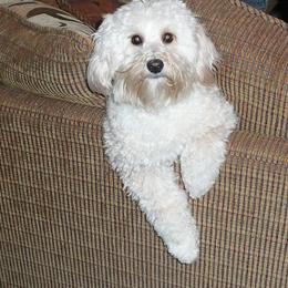 Bernedoodle, Goldendoodle, and Labradoodle Puppies from Apple Creek Doodles