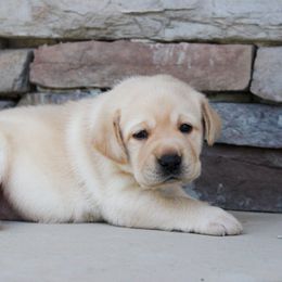 Girl 1 - Yellow female Labrador Retriever puppy in Utah County, Utah from Günther Labradors