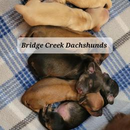 Dachshund Puppies from Bridge Creek Dachshunds