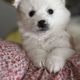 Kylo - White male American Eskimo Dog puppy in Hesperia, California from Bella's American Eskimos