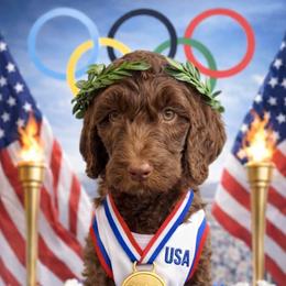 Godiva - Chocolate female Goldendoodle puppy in Tybee Island, Georgia from Castaway Doodles