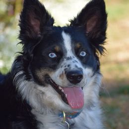 Australian Shepherds from SoMa's Legacy Aussies