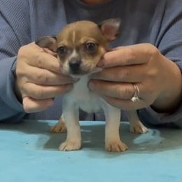 Ryan - White and sable male Teddy Roosevelt Terrier puppy in Cumming, Georgia from Barnett’s Rambling Terriers