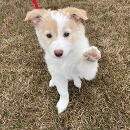 Border Collie Puppies from Double4farms