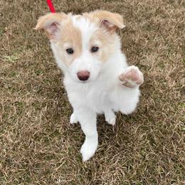 Border Collie Puppies from Double4farms