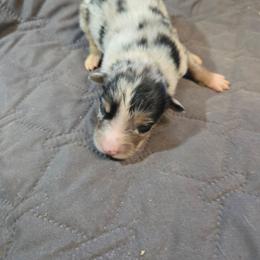 Yarrow - Blue merle female Australian Shepherd puppy in Abilene, Texas from S&K Aussies N' Rotties