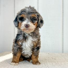 Crystal - Blue merle female Aussiedoodle puppy in Omro, Wisconsin from Crystal Ridge Doodles