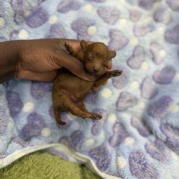 Chestnut - Red  male Poodle puppy in Texas from Zoway's Poodles