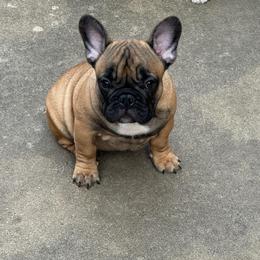Murphy - Fawn male French Bulldog puppy in Girard, Kansas from Frenchie Kingdom