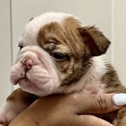 Boy 2 - Bulldog puppy in Rockwall, Texas from Lulu’s EB Babies