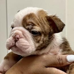 Boy 2 - Bulldog puppy in Rockwall, Texas from Lulu’s EB Babies