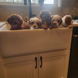 Cavapoo and Poodle Puppies from Salt Creek Doodles