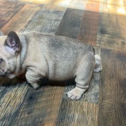 Bruce - Fawn male French Bulldog puppy in Billings, Montana from Yellowstone Frenchies