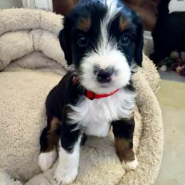 RVA Gaurdian Hm - Tri-color female Bernedoodle puppy in Henrico, Virginia from Paws 4 Doodles, LLC