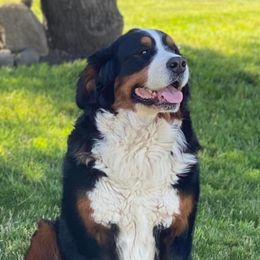 Bernese Mountain Dog All Grown Up from Lost coast bernese mountain dogs bernedoodles and standard poodles