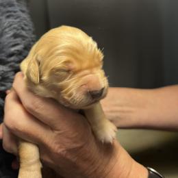 Golden Retriever Puppies from Personalized Dog Training - Windisch Goldens