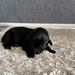 Lilly - Black female Labrador Retriever puppy in Richfield, Utah from Stormy River Retrievers