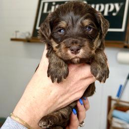 Red Bull - male Australian Mountain Doodle puppy in Spanish Fork, Utah from Little Puppy Co.