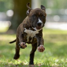 Jolly - Brown brindle female American Staffordshire Terrier puppy in St. Augustine, Florida from LBK & Ancient City