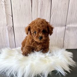 Kimi (AKC) - Red  female Poodle puppy in Riverside, California from Red Toy Poodle World