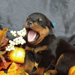 Miniature Schnauzer and Rottweiler Puppies from Mystique Kennel