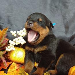 Miniature Schnauzer and Rottweiler Puppies from Mystique Kennel