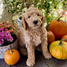 Buster - Cream male Goldendoodle puppy in Rocklin, California from FurEver Yours Goldendoodles