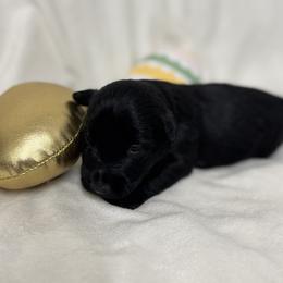 Girl 1 - Black female Scottish Terrier puppy in Scurry, Texas from Starlight Scotties of Texas