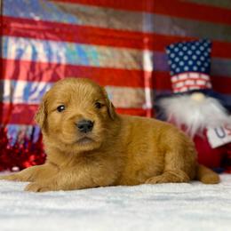 Dark Pink - Dark golden female Golden Retriever puppy in Touchet, Washington from Windust Kennels