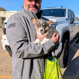 Calvin - Blue male Pembroke Welsh Corgi puppy in Shawnee, Oklahoma from Sunray Ranch