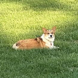 Ainsley - Pembroke Welsh Corgi