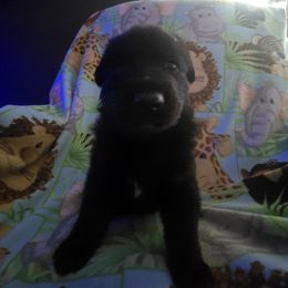 German Shepherd Puppies from Pheonix Farm