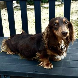 Nina - Dachshund